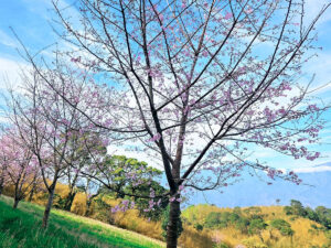 戶外休閒｜3月限定活動 – 赤科山｜櫻式之旅、種植你的櫻花夢想